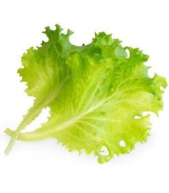 Lingot® Batavia Sla BIO - Voor Véritable® Moestuinen -Huisdecoratie 2a7f65afe25549c1a724d630bf63bd31