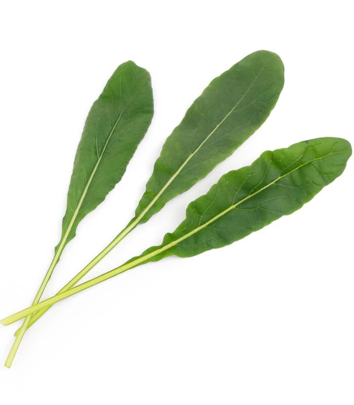 Lingot® Mibuna BIO - Voor Véritable® Indoor Moestuinen 4 Lingot® Mibuna BIO - Voor Véritable® Indoor Moestuinen - Afbeelding 2