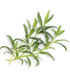 Lingot® Hyssop BIO - Voor Véritable® Indoor Moestuinen -Huisdecoratie 3509d678a5164ee8a2916fc4a2a2a864