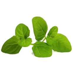 Lingot® Ijsmunt BIO - Voor Véritable® Indoor Moestuinen -Huisdecoratie 35b79ff71be94c06a13ad7aa76b9268c