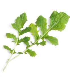 Lingot® Naménia BIO - Voor Véritable® Indoor Moestuinen 5 Lingot® Naménia BIO - Voor Véritable® Indoor Moestuinen -Huisdecoratie 3f87858a8965411e9eb5d41699d4780d