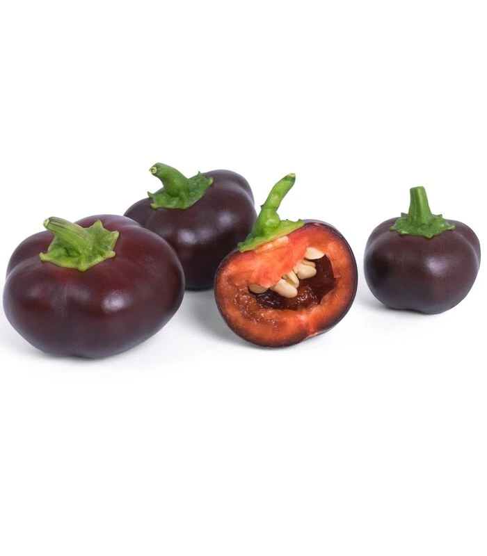 Lingot® Mini Chocolade Pepers BIO - Indoor Moestuine 4 Lingot® Mini Chocolade Pepers BIO - Indoor Moestuine - Afbeelding 2