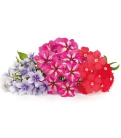 Lingot® Phlox - Voor Véritable® Indoor Moestuinen -Huisdecoratie a98aa8358e204346b6742a8f459e938e
