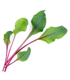 Lingot® Snijbiet Ribbetjes BIO - Voor Moestuinen 5 Lingot® Snijbiet Ribbetjes BIO - Voor Moestuinen -Huisdecoratie d25a38ea5ab244b1acd667706f7a80a8