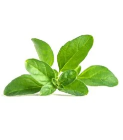 Lingot® Munt Pouliot - Voor Véritable® Indoor Moestuinen -Huisdecoratie d79e7229676d40e4afeacc5169fd49ba