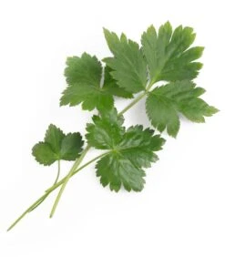Lingot® Japanse Peterselie Mitsuba BIO - Voor Moestuinen 5 Lingot® Japanse Peterselie Mitsuba BIO - Voor Moestuinen -Huisdecoratie eebb0a95497e43b79199010e7ebff34d