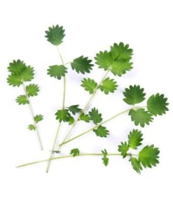 Lingot® Pimprenelle BIO - Voor Véritable® Moestuinen -Huisdecoratie f18fe28fbc9842b6a485d8c77ddc8909