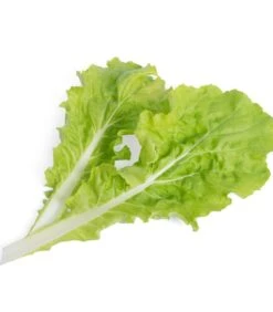 Lingot® Pai Tsai - Voor Véritable® Indoor Moestuinen -Huisdecoratie f7cbaed4616a4211a066c2da6f360a88